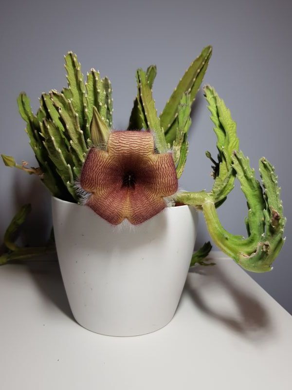 A photo of Stapelia gigantea