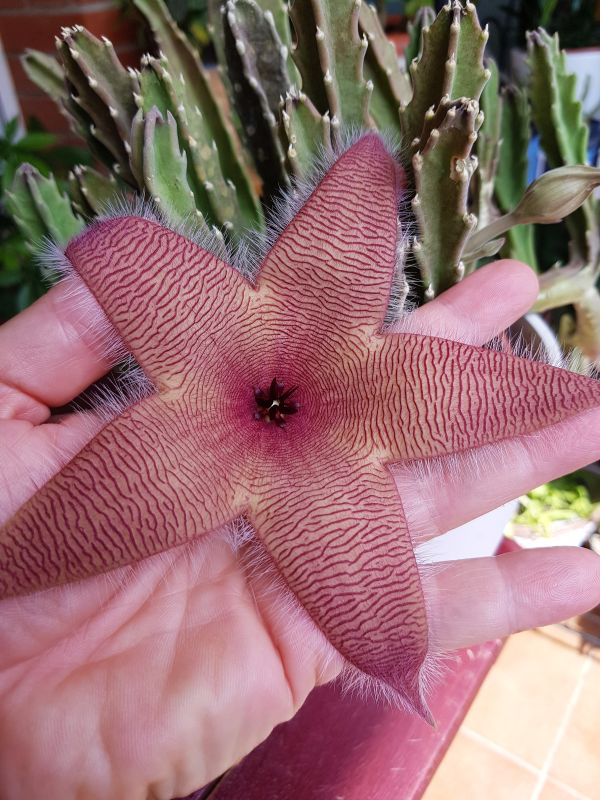A photo of Stapelia gigantea