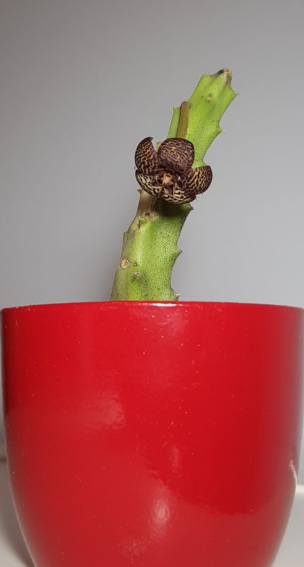 Photo of a cactus currently being identified
