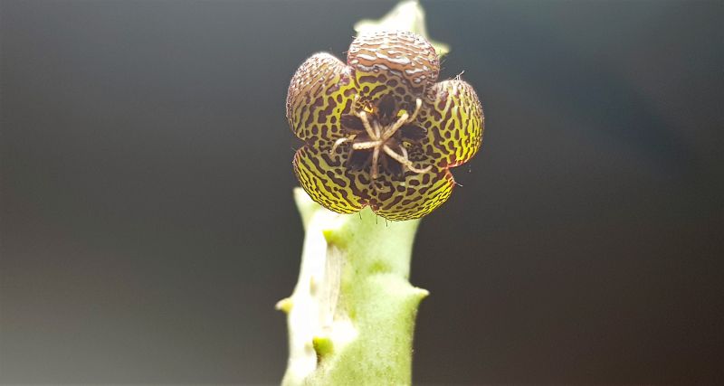 Photo of a cactus currently being identified