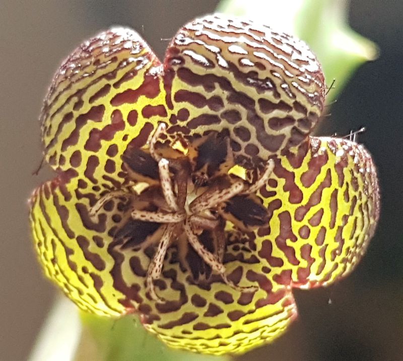 Photo of a cactus currently being identified