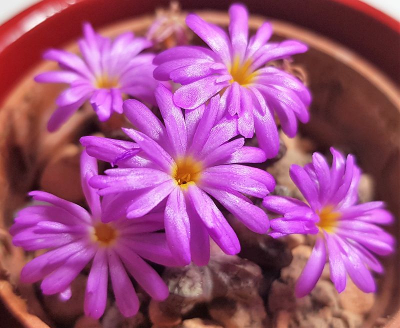 Una foto de Conophytum luckhoffii