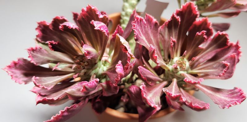 Una foto de Euphorbia succulenta fma. variegada