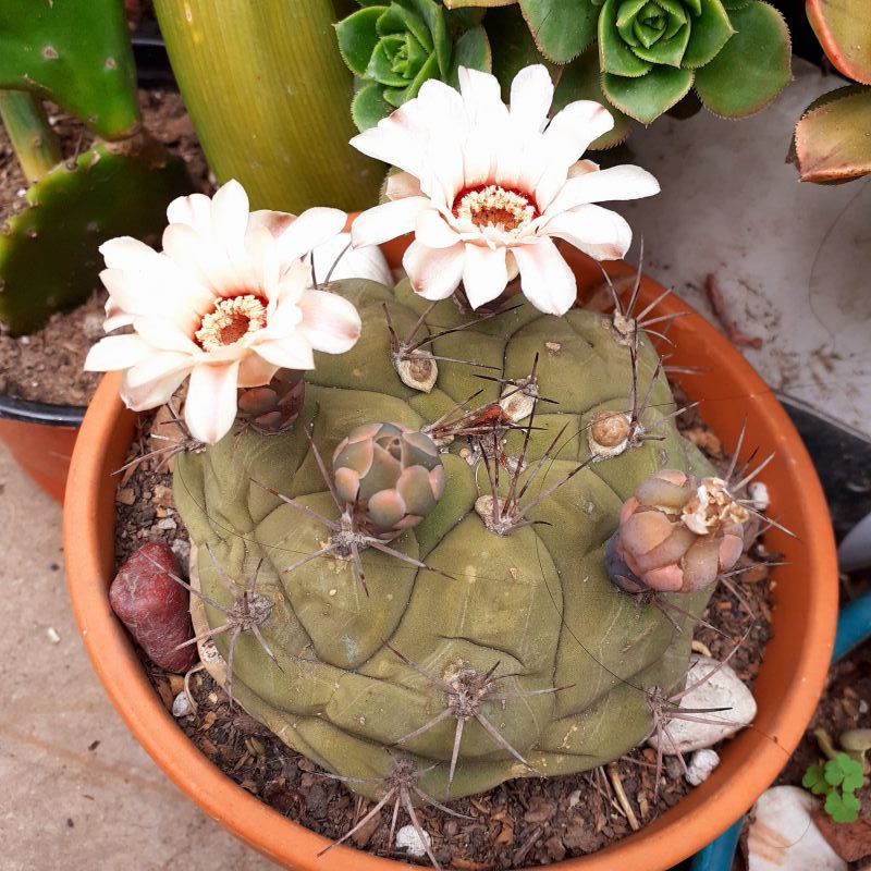 Una foto de Gymnocalycium pflanzii