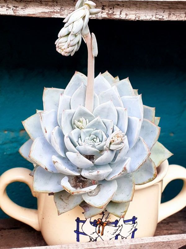 A photo of Echeveria desmetiana