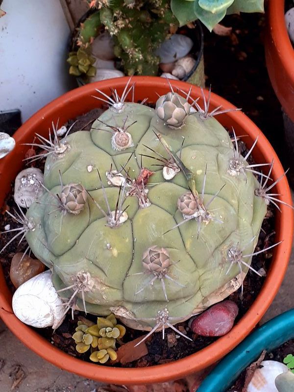 Una foto de Gymnocalycium pflanzii