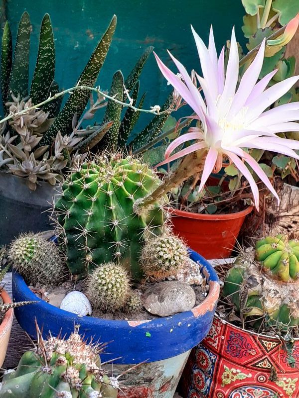 A photo of Echinopsis oxygona