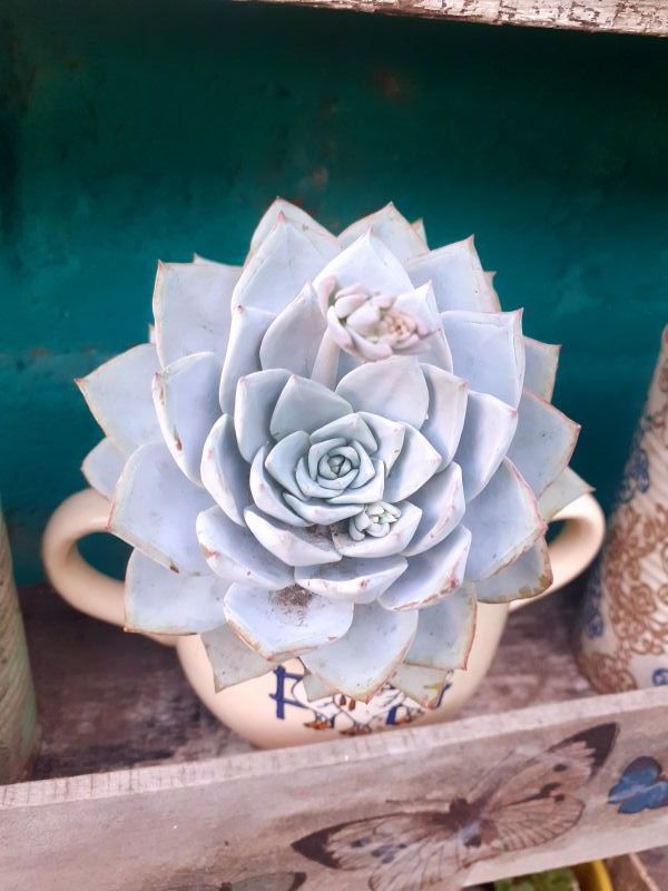 A photo of Echeveria desmetiana