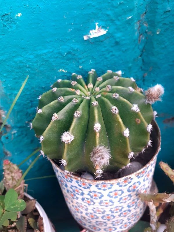 Una foto de Echinopsis oxygona