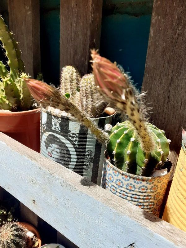 Una foto de Echinopsis oxygona