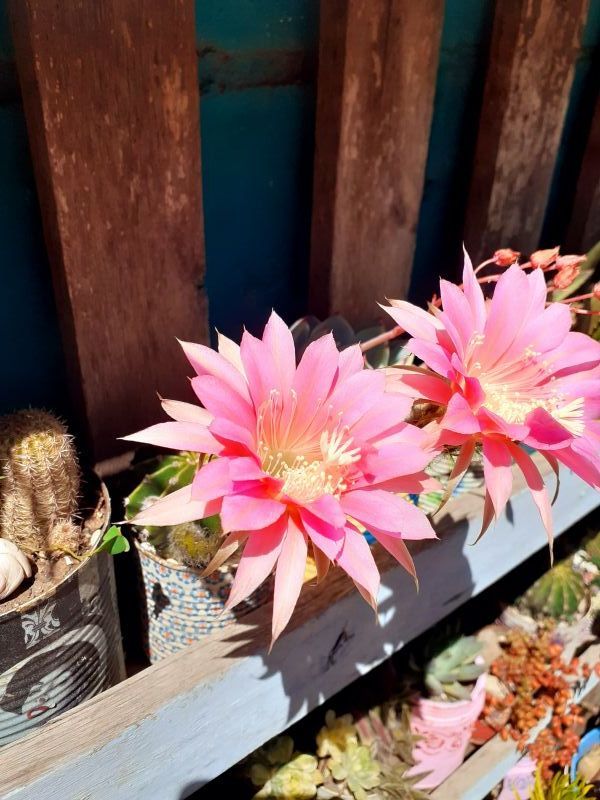 Una foto de Echinopsis oxygona