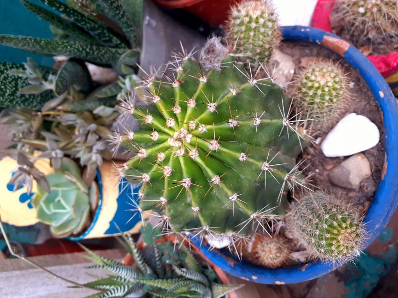 A photo of Echinopsis oxygona