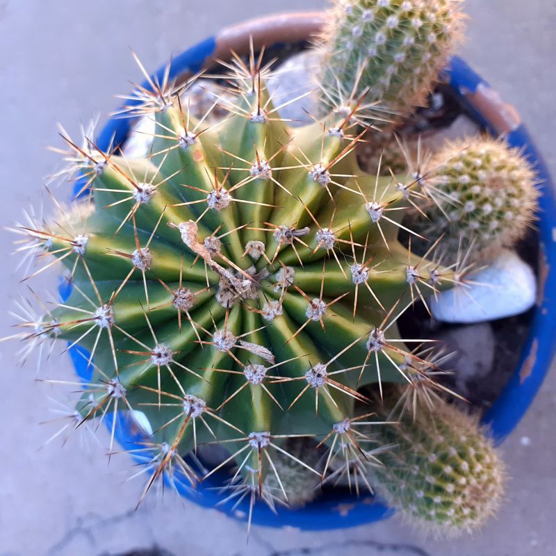 A photo of Echinopsis oxygona