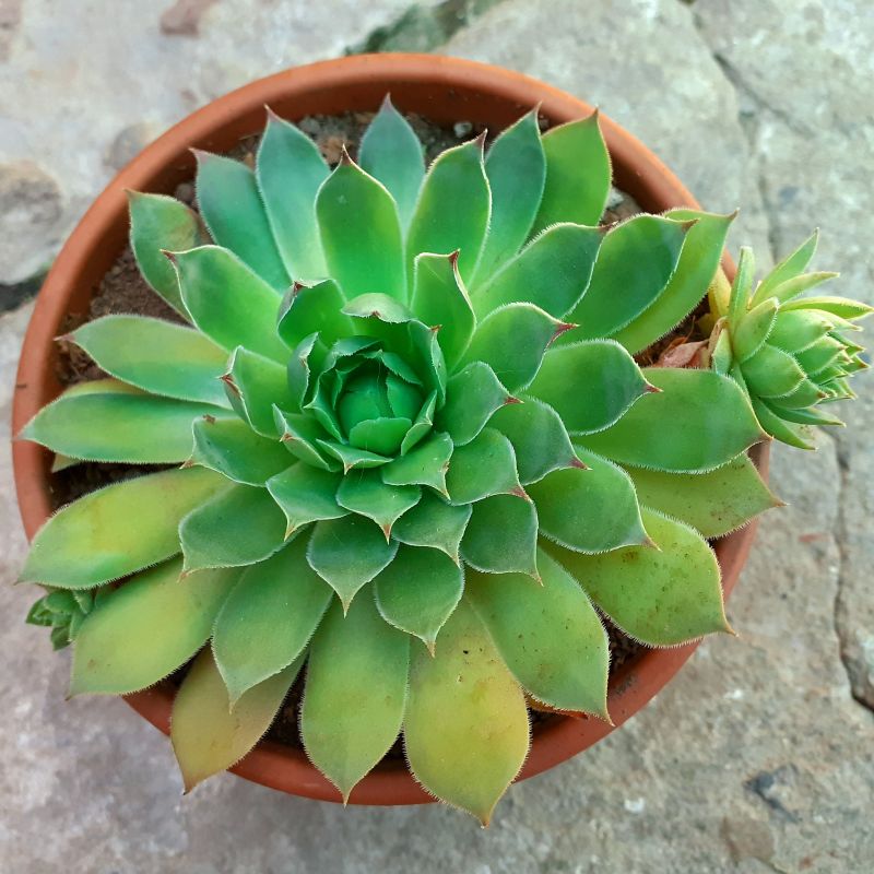 Photo of a cactus currently being identified