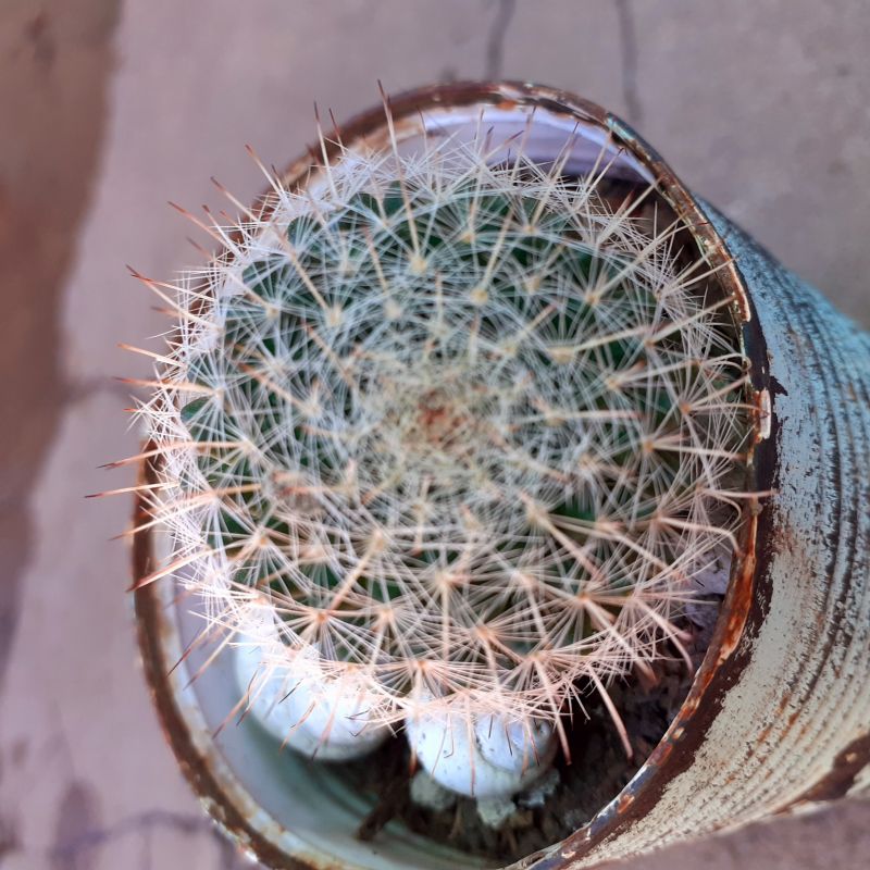 Photo of a cactus currently being identified