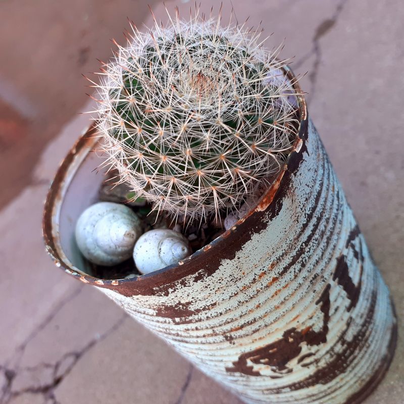 Photo of a cactus currently being identified