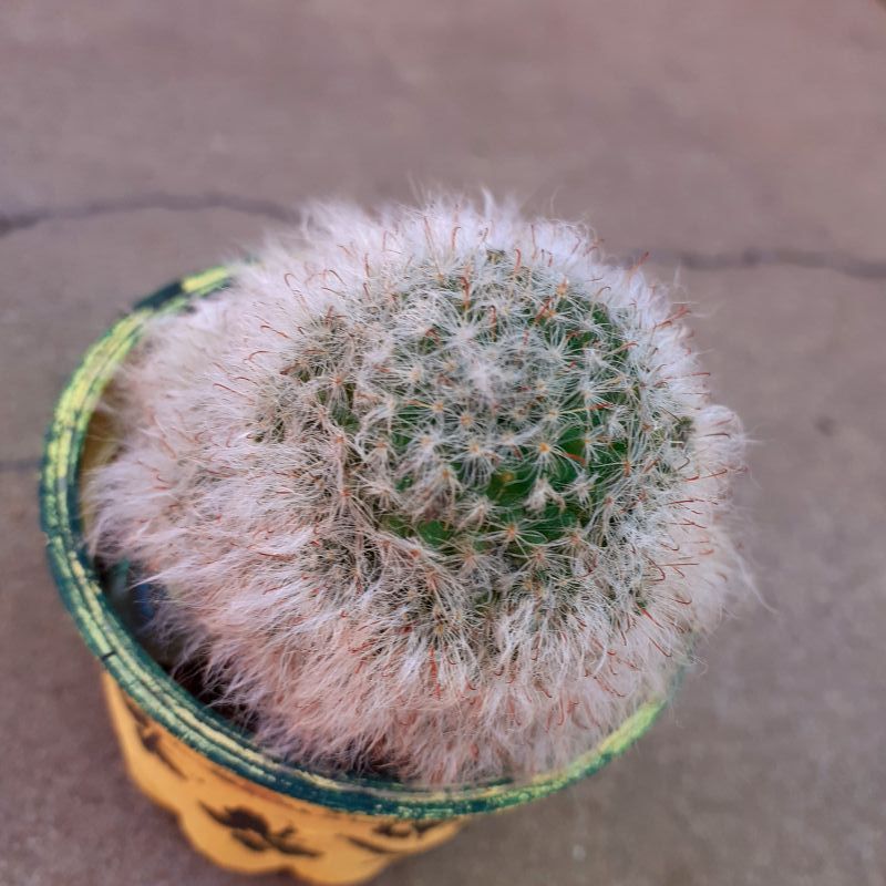 A photo of Mammillaria bocasana ssp. bocasana
