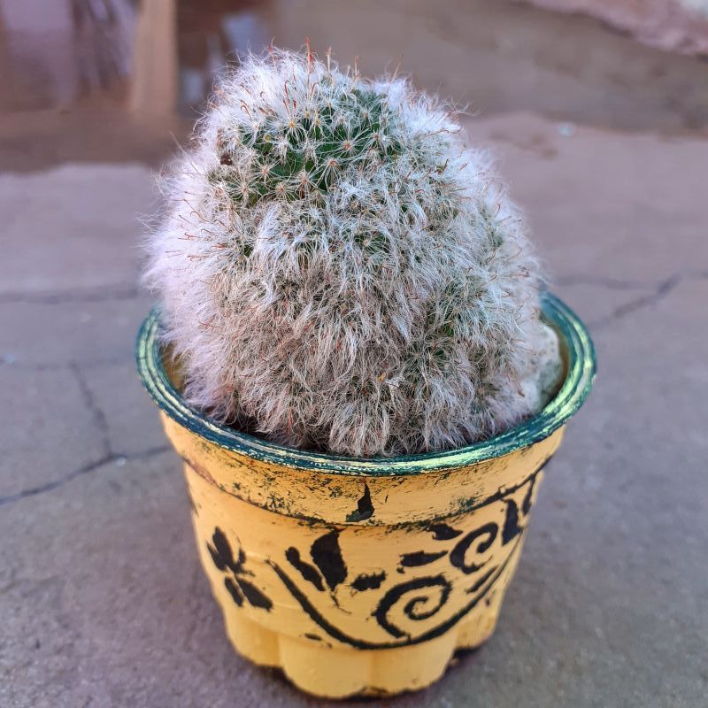 A photo of Mammillaria bocasana ssp. bocasana