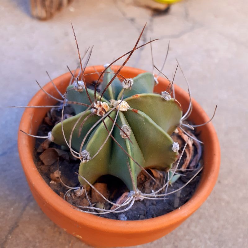 A photo of Astrophytum capricorne fma. nudum