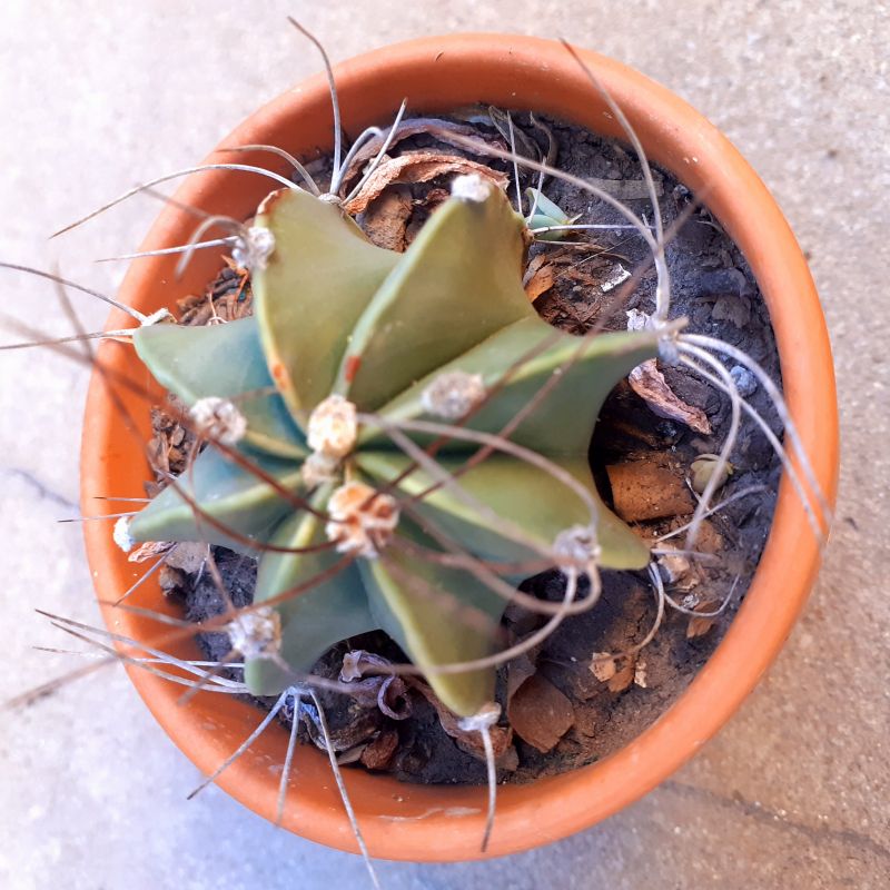A photo of Astrophytum capricorne fma. nudum