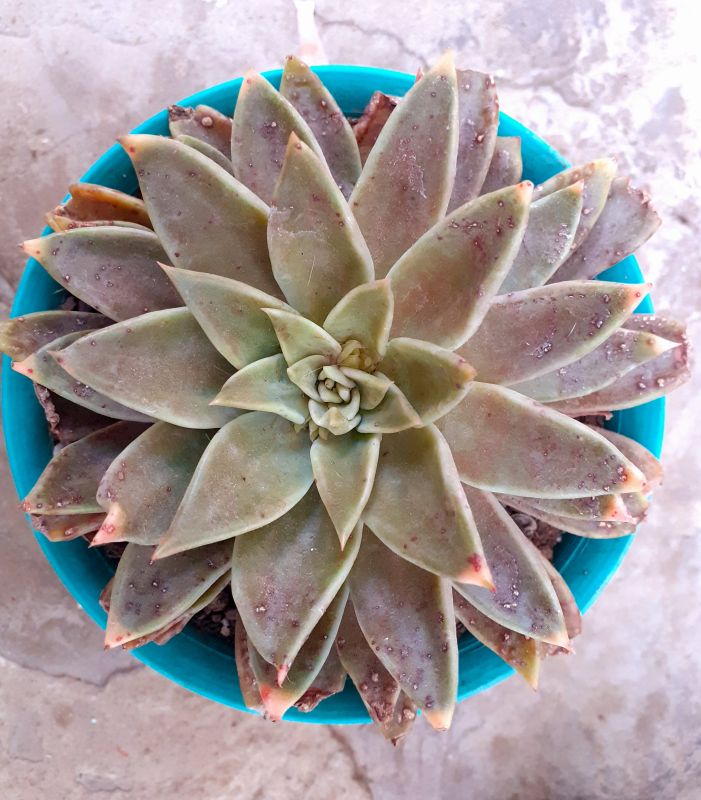 Una foto de Echeveria bifida  