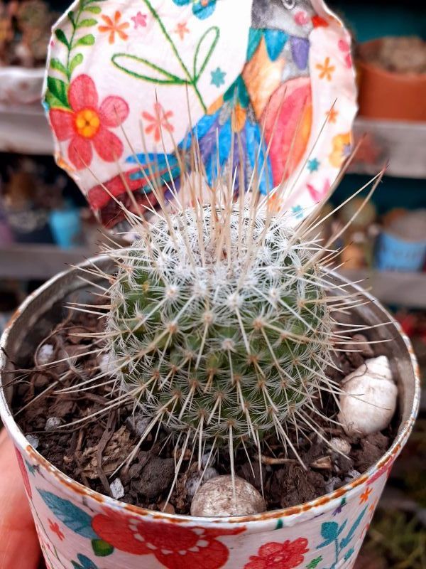 A photo of Mammillaria geminispina