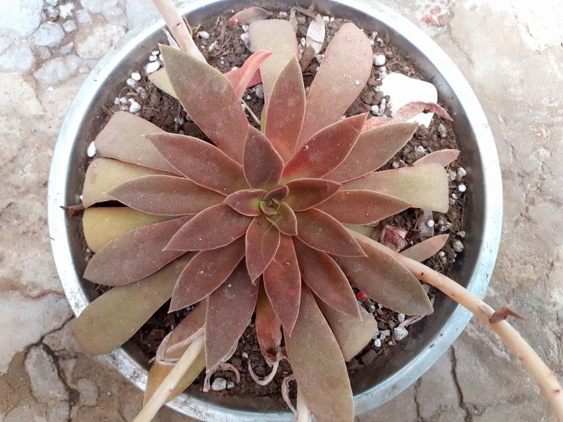 Foto de un cactus que se está identificando actualmente