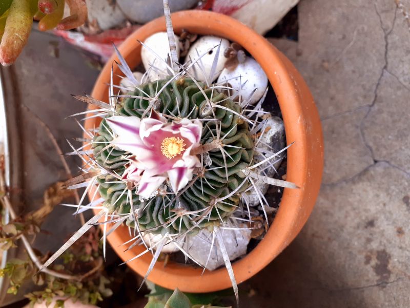 Una foto de Stenocactus multicostatus