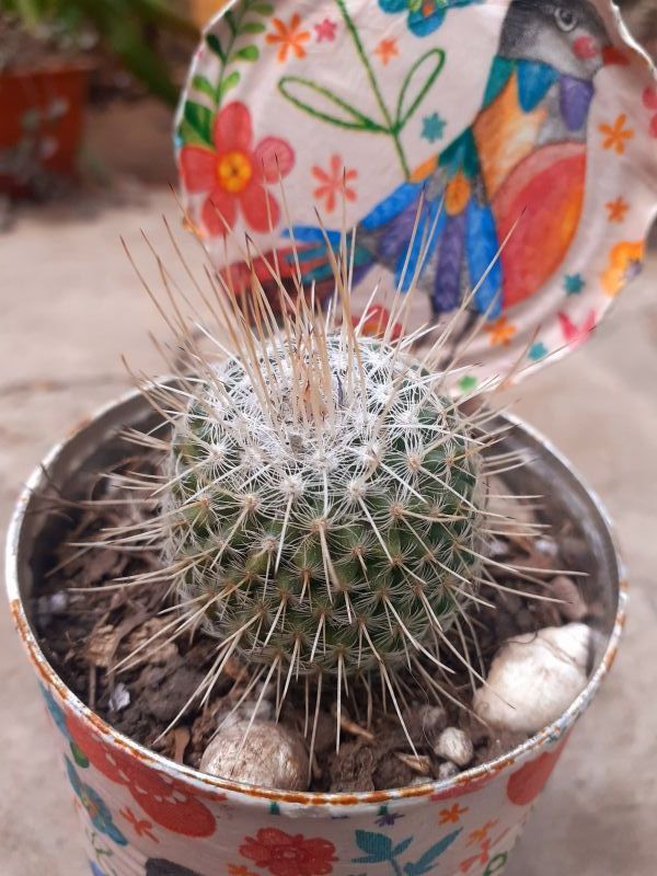 A photo of Mammillaria geminispina