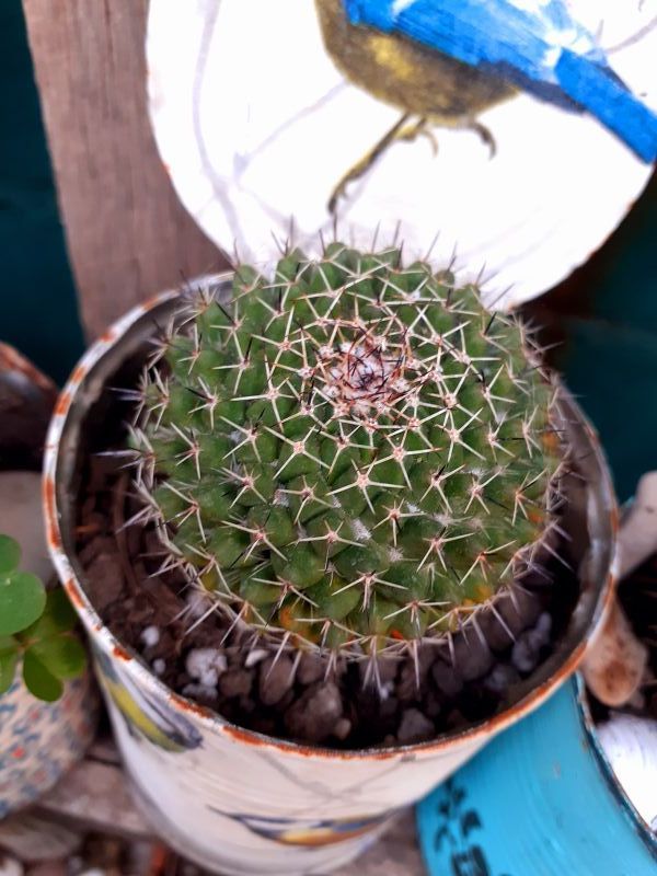 Una foto de Mammillaria mystax