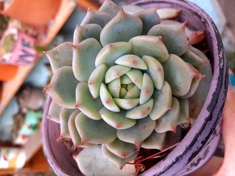 Photo of a cactus currently being identified