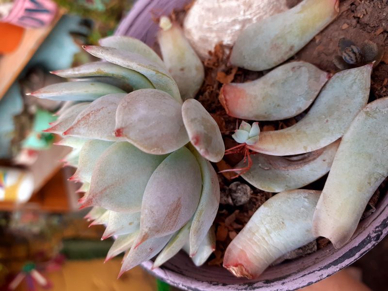 Photo of a cactus currently being identified