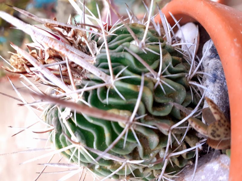 Una foto de Stenocactus multicostatus