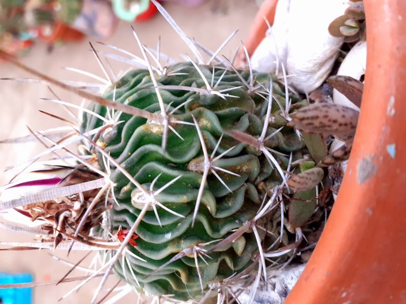 Una foto de Stenocactus multicostatus