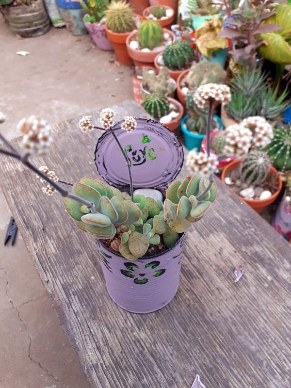 Foto de un cactus que se está identificando actualmente