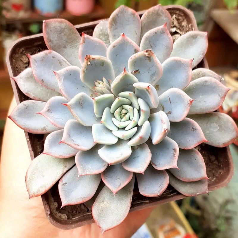Foto de un cactus que se está identificando actualmente