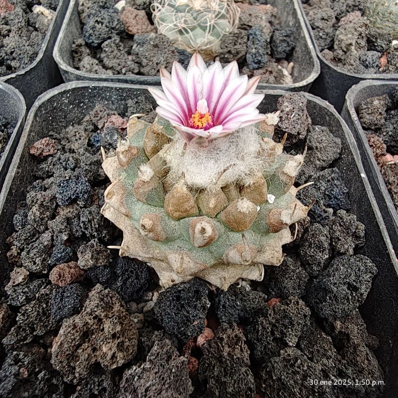 Photo of a cactus currently being identified