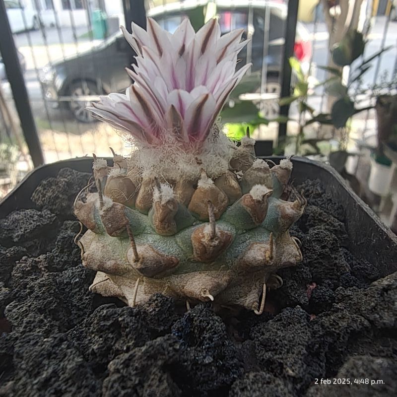 Photo of a cactus currently being identified