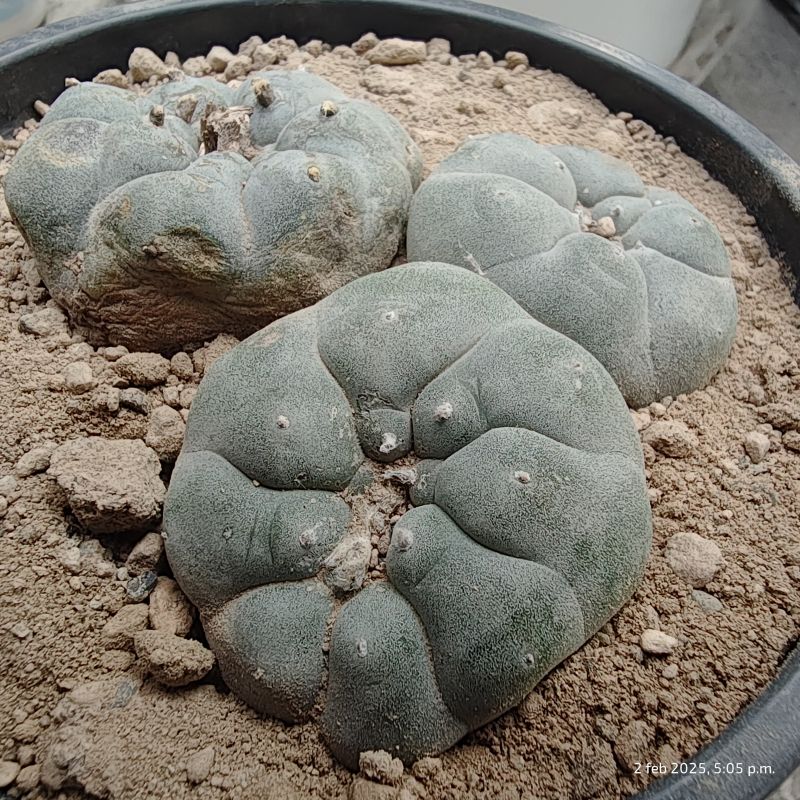 Una foto de Lophophora williamsii
