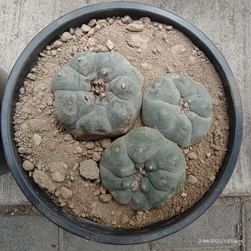 Una foto de Lophophora williamsii