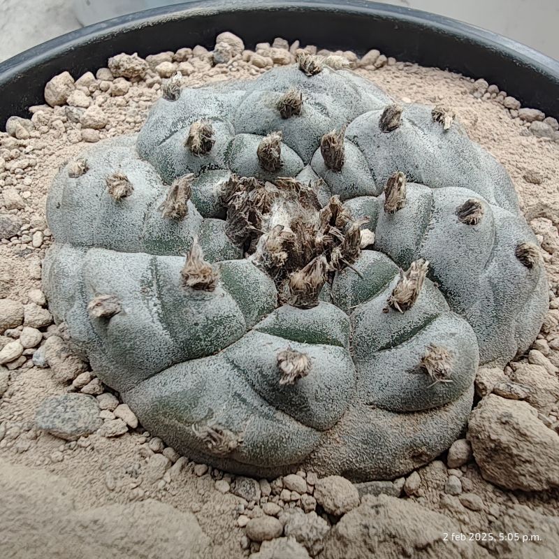 Una foto de Lophophora williamsii