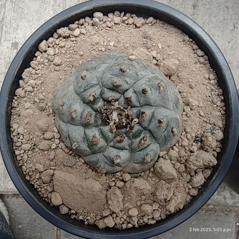 Una foto de Lophophora williamsii