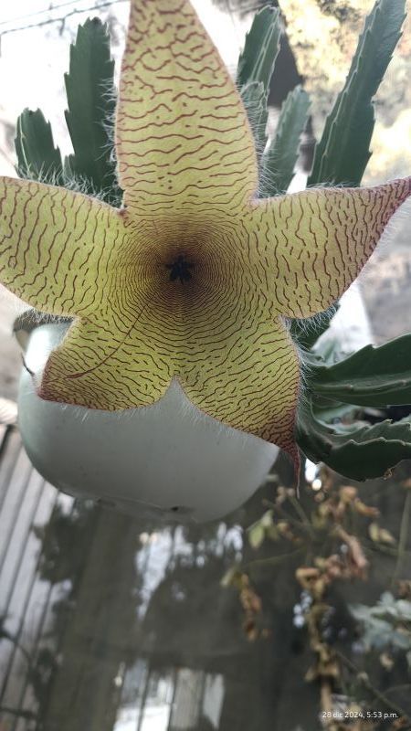 Una foto de Stapelia gigantea