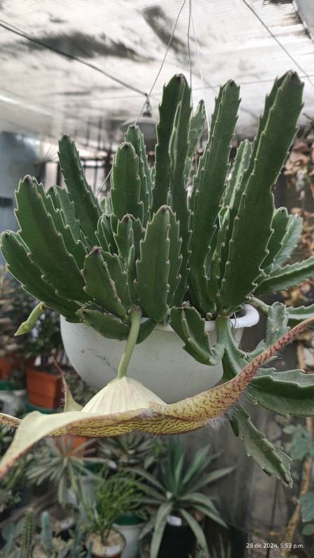 Una foto de Stapelia gigantea