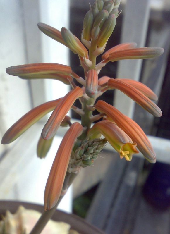Una foto de Aloe aristata