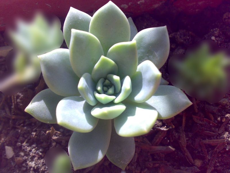 Foto de un cactus que se está identificando actualmente