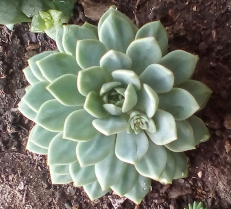 Foto de un cactus que se está identificando actualmente