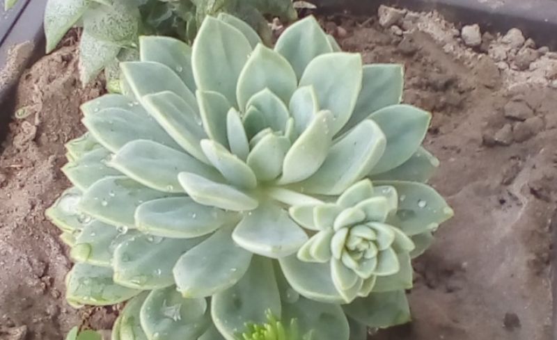 Foto de un cactus que se está identificando actualmente