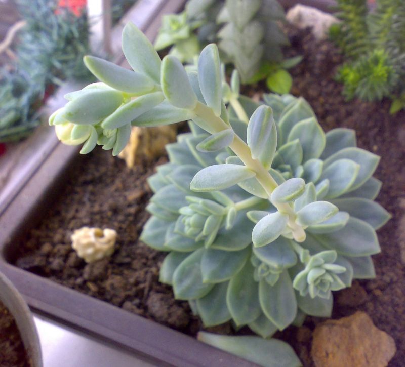 Foto de un cactus que se está identificando actualmente