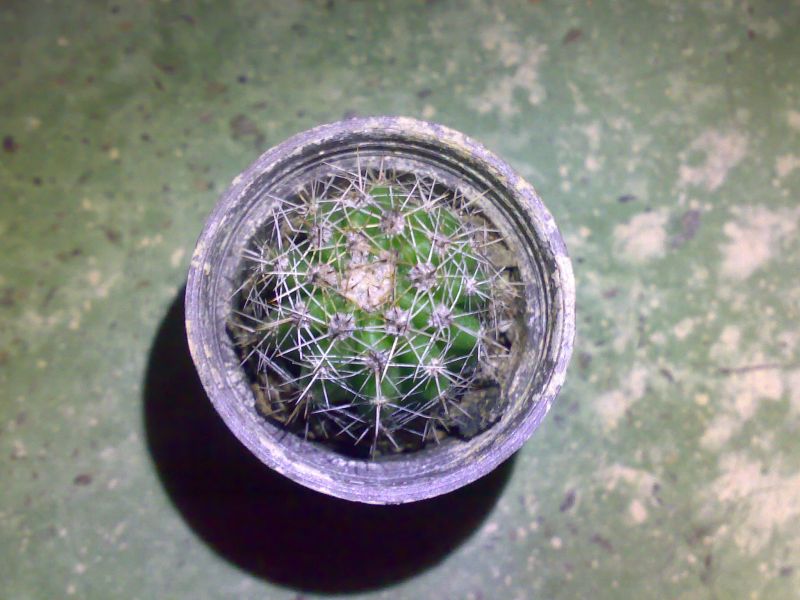 A photo of Echinopsis oxygona